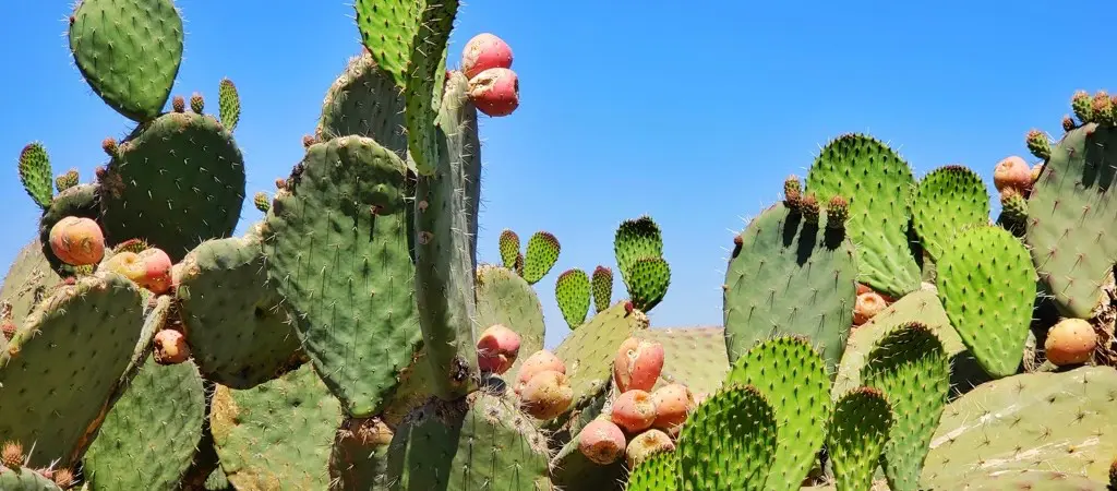 New Mexico landscape
